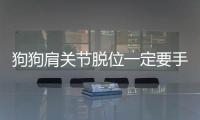 狗狗肩關(guān)節(jié)脫位一定要手術(shù)嗎(肩關(guān)節(jié)經(jīng)常脫臼怎么辦)