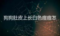 狗狗肚皮上長白色痘痘怎么回事？狗狗肚皮上長白色痘痘是什么