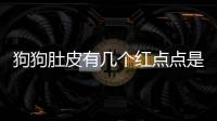 狗狗肚皮有幾個紅點點是什么回事啊(狗狗肚皮上有紅點是怎么回事)