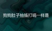 狗狗肚子抽搐打嗝一樣是怎么回事啊？狗狗肚子一抽一抽的打嗝