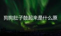 狗狗肚子鼓起來(lái)是什么原因引起的？狗狗肚子鼓起來(lái)是什么原因造成的