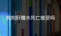狗狗肝腹水死亡難受嗎
