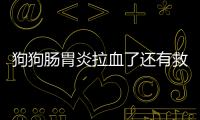 狗狗腸胃炎拉血了還有救嗎(狗狗的腸胃炎拉血能治好嗎)