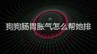 狗狗腸胃脹氣怎么幫她排氣(狗狗腸脹氣怎么辦)