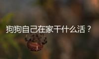 狗狗自己在家干什么活？狗狗自己在家會不會有什么問題