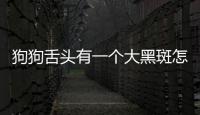 狗狗舌頭有一個大黑斑怎么回事(狗狗舌頭上有一小塊黑的是啥)