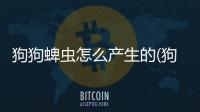 狗狗蜱蟲怎么產生的(狗狗除蜱蟲的簡單方法)