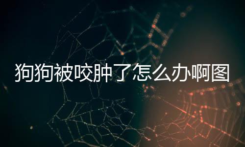 狗狗被咬腫了怎么辦啊圖片？狗狗被咬的地方水腫起來了怎么辦