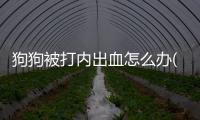 狗狗被打內(nèi)出血怎么辦(狗狗被咬內(nèi)出血了怎么辦)