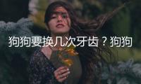 狗狗要換幾次牙齒？狗狗換幾次牙齒正常