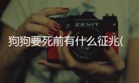 狗狗要死前有什么征兆(狗狗要死了是什么狀態(tài))