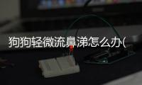 狗狗輕微流鼻涕怎么辦(新生兒有點(diǎn)輕微流鼻涕怎么辦)