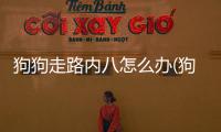 狗狗走路內八怎么辦(狗狗腿外八怎么辦)