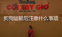 狗狗運輸后注意什么事項？狗狗運輸后多久吃東西