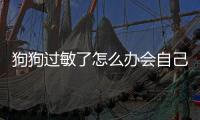狗狗過敏了怎么辦會自己好嗎(人對狗狗過敏怎么辦最有效)