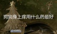 狗狗身上癢用什么藥最好(狗狗身上癢一直撓怎么辦)