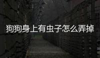 狗狗身上有蟲子怎么弄掉(狗狗身上有皮膚病用什么藥)