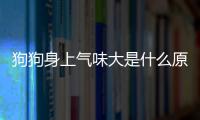 狗狗身上氣味大是什么原因呢(狗狗身上長疙瘩是什么原因)