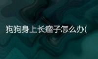 狗狗身上長瘤子怎么辦(狗狗身上的蜱蟲用什么藥)