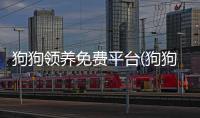 狗狗領養免費平臺(狗狗領養)