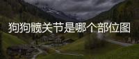 狗狗髖關節是哪個部位圖片？狗狗髖關節在哪里