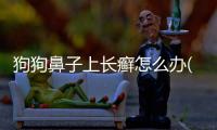 狗狗鼻子上長癬怎么辦(狗狗鼻子流膿鼻涕怎么回事)