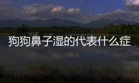 狗狗鼻子濕的代表什么癥狀圖片？狗狗鼻子濕怎么辦