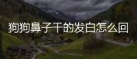 狗狗鼻子干的發(fā)白怎么回事？狗狗鼻子干燥發(fā)白
