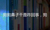 狗狗鼻子干是咋回事，狗狗鼻子干是因?yàn)槭裁?/></div></a><sup date-time=