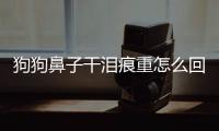 狗狗鼻子干淚痕重怎么回事？狗狗鼻子干淚痕重怎么辦