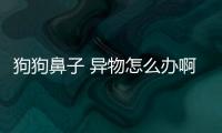 狗狗鼻子 異物怎么辦啊？狗狗鼻子里有異物是什么癥狀
