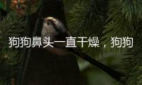 狗狗鼻頭一直干燥，狗狗鼻頭一直很干