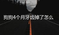 狗狗4個月牙齒掉了怎么辦啊圖片？狗才四個月犬牙掉了正常嗎