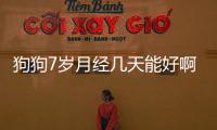 狗狗7歲月經幾天能好啊？狗狗7歲月經幾天能好起來