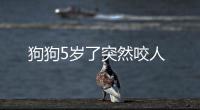狗狗5歲了突然咬人