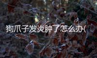 狗爪子發炎腫了怎么辦(狗爪子被勒腫了怎么辦)
