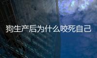 狗生產(chǎn)后為什么咬死自己的孩子？狗為什么生了孩子會咬主人