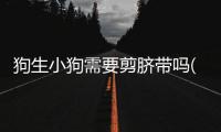 狗生小狗需要剪臍帶嗎(狗生小狗后不吃東西怎么辦)