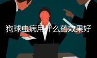 狗球蟲病用什么藥效果好(狗球蟲病有什么癥狀)