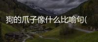 狗的爪子像什么比喻句(狗的爪子像什么一樣鋒利)