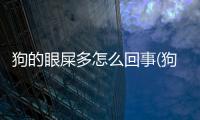 狗的眼屎多怎么回事(狗的眼睛有很多的眼屎是怎么回事)