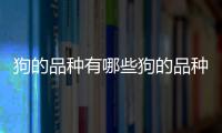 狗的品種有哪些狗的品種有哪些名字
