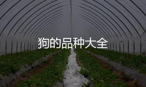 狗的品種大全