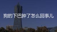 狗的下巴腫了怎么回事兒？狗的下巴腫了軟軟的怎么治療