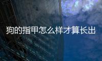 狗的指甲怎么樣才算長出來？狗狗指甲怎么樣算長
