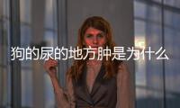 狗的尿的地方腫是為什么(狗的尿是白色的正常嗎)