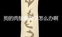 狗的肉墊磨沒了怎么辦??？狗狗肉墊磨損怎么辦