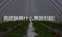 狗皮膚病什么原因引起(狗怎么得皮膚病的原因)