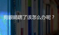狗眼睛瞎了該怎么辦呢？狗眼睛瞎了有什么癥狀