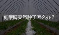 狗眼睛突然腫了怎么辦？狗眼睛突然腫起來